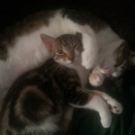 10416618_803269696371564_7220676796899982652_n