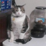 11205978_1010083752356823_492256762342916913_n